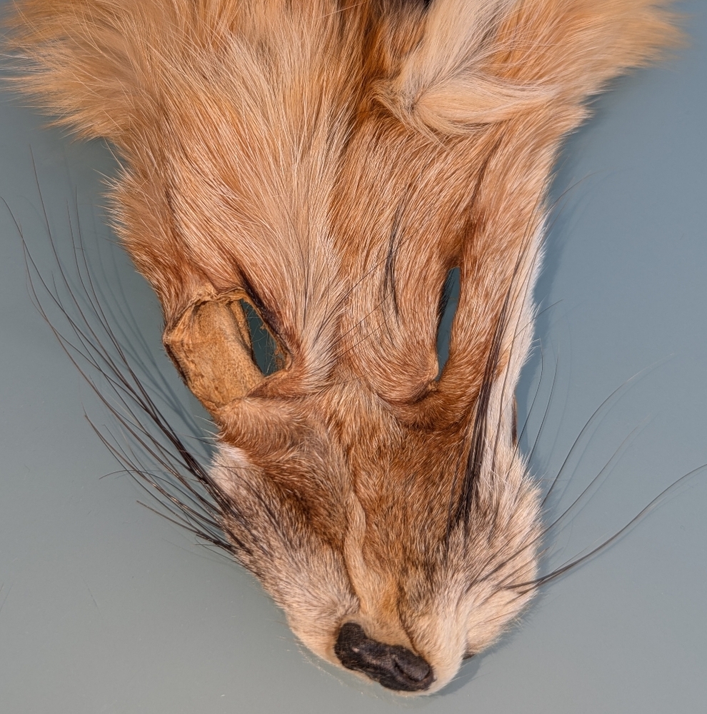 Red Fox Fur Pelt - Tanned Taxidermy, Oddities, Man Cave, Hunting Cabin Decor - Picture 4 of 14